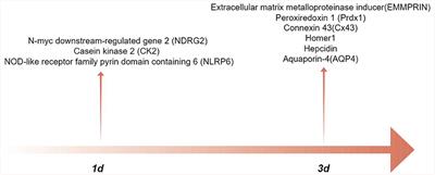 Astrocytes in intracerebral hemorrhage: impact and therapeutic objectives